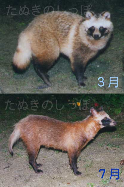 たぬき!狸!Tanuki!