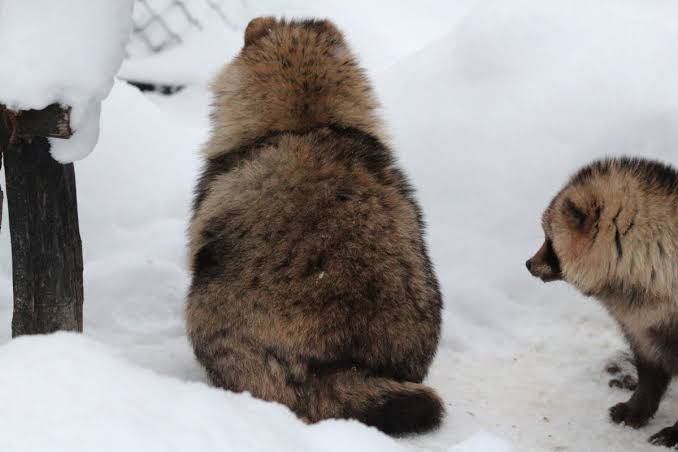 たぬき!狸!Tanuki!