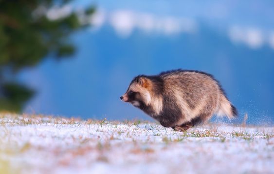 たぬき!狸!Tanuki!