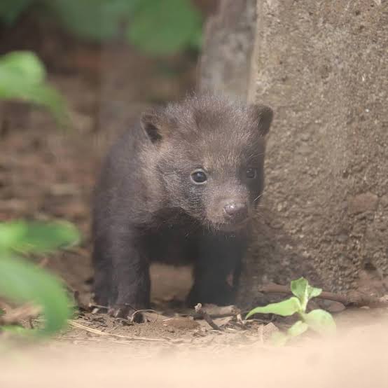 たぬき!狸!Tanuki!