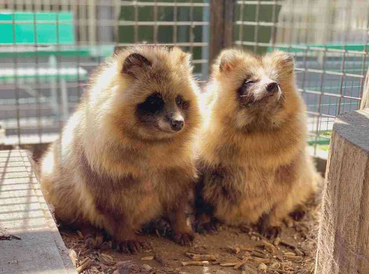 たぬき!狸!Tanuki!