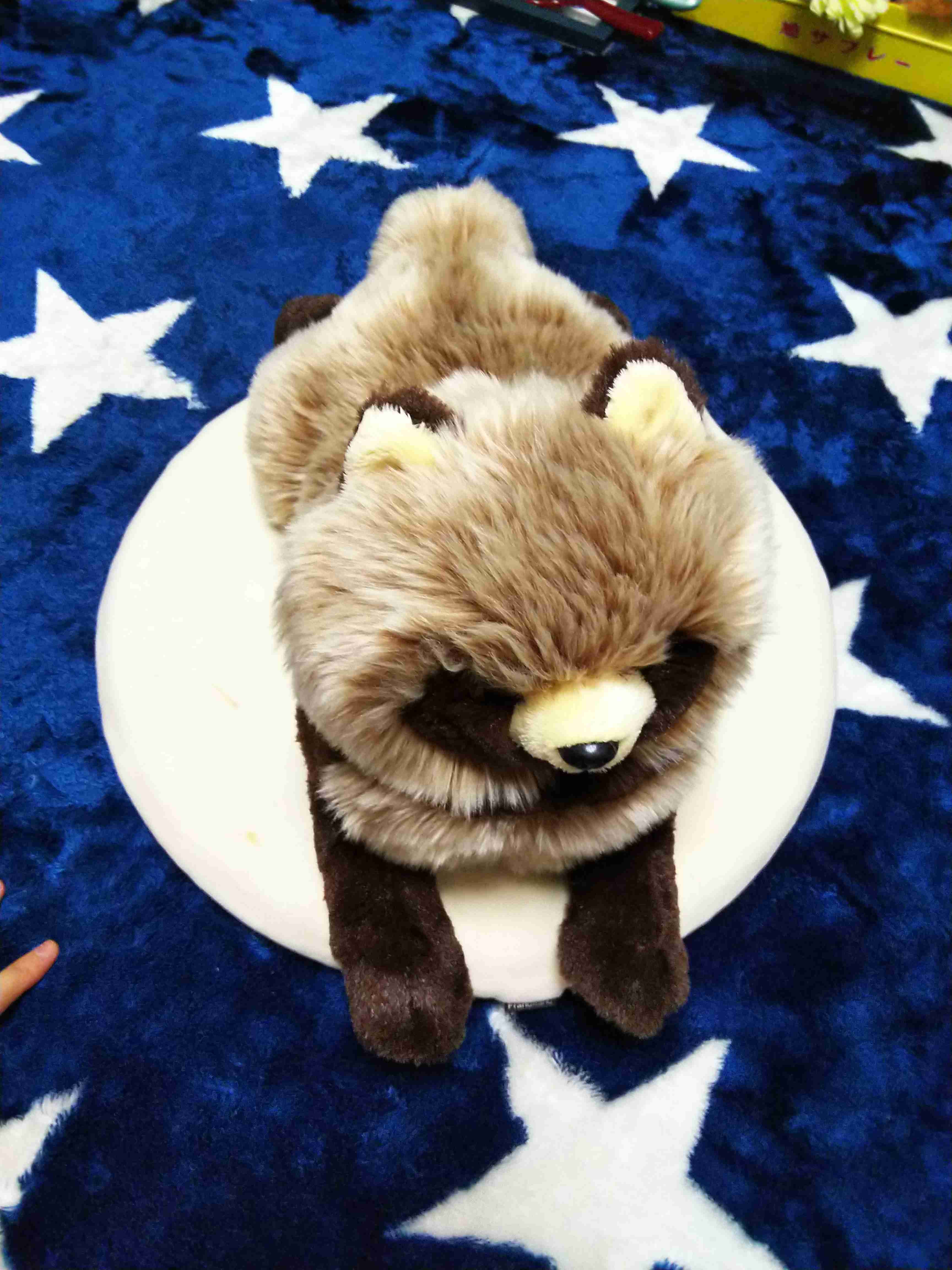 たぬき!狸!Tanuki!