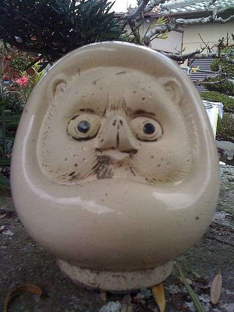 たぬき!狸!Tanuki!
