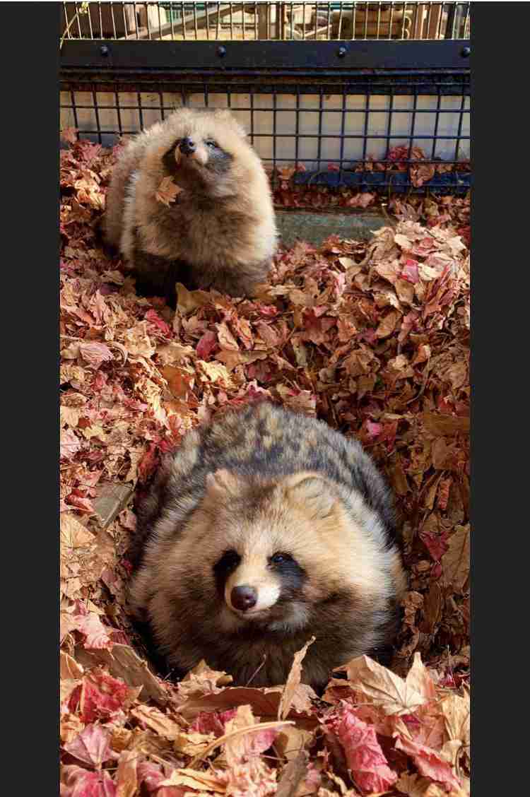 たぬき!狸!Tanuki!