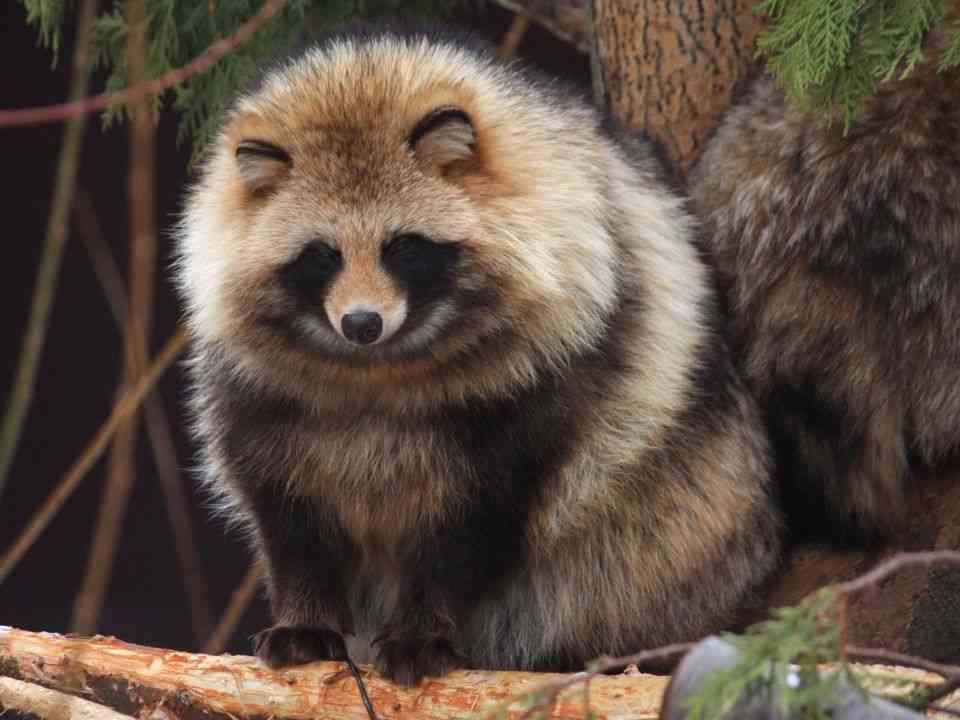 たぬき!狸!Tanuki!