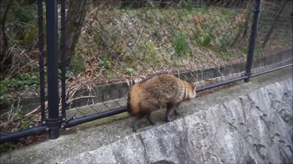 たぬき!狸!Tanuki!