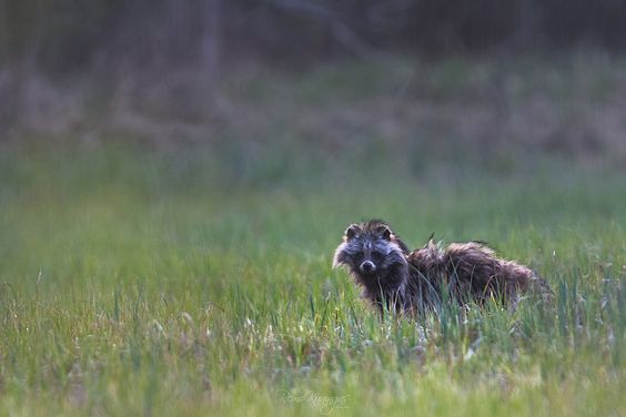たぬき!狸!Tanuki!