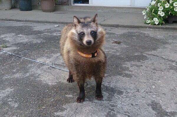 たぬき!狸!Tanuki!