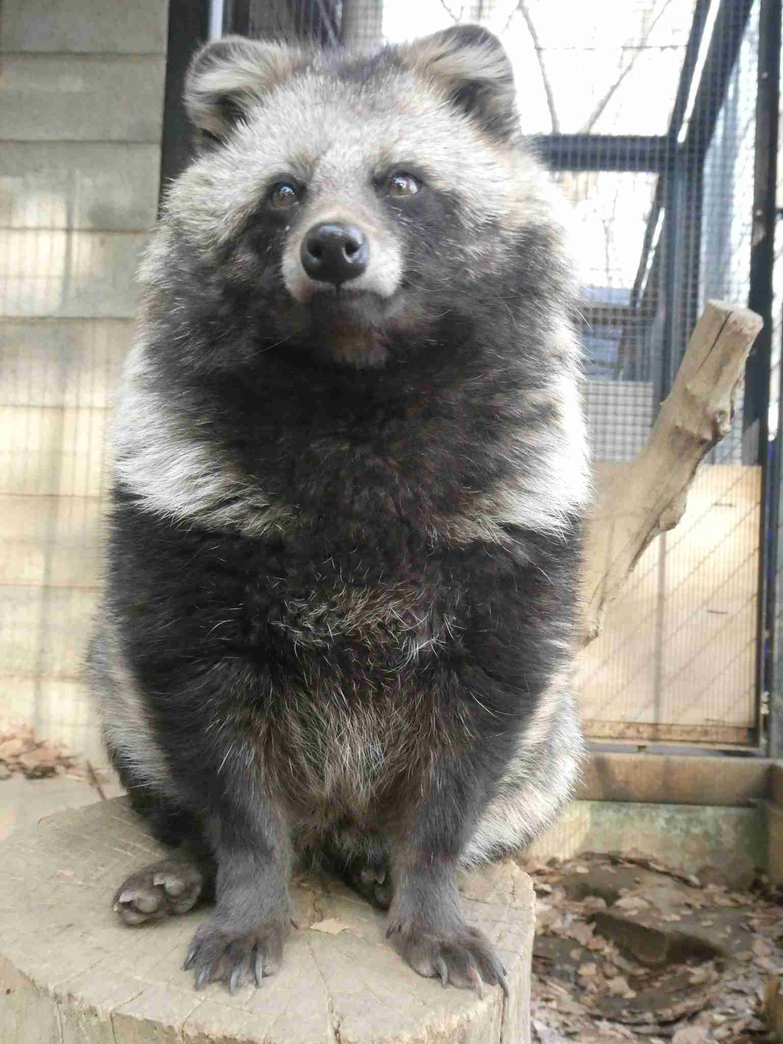 たぬき!狸!Tanuki!