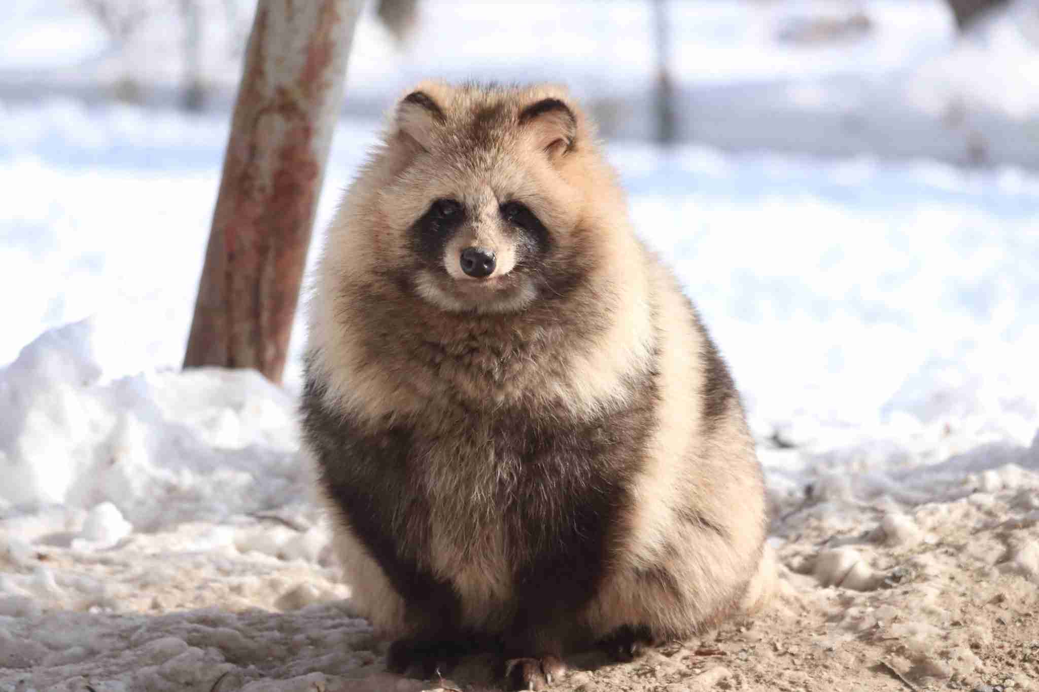 たぬき!狸!Tanuki!
