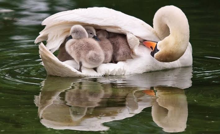 玄関ドアをノックし続ける白鳥　家中に響き渡る音に住民困惑（英）