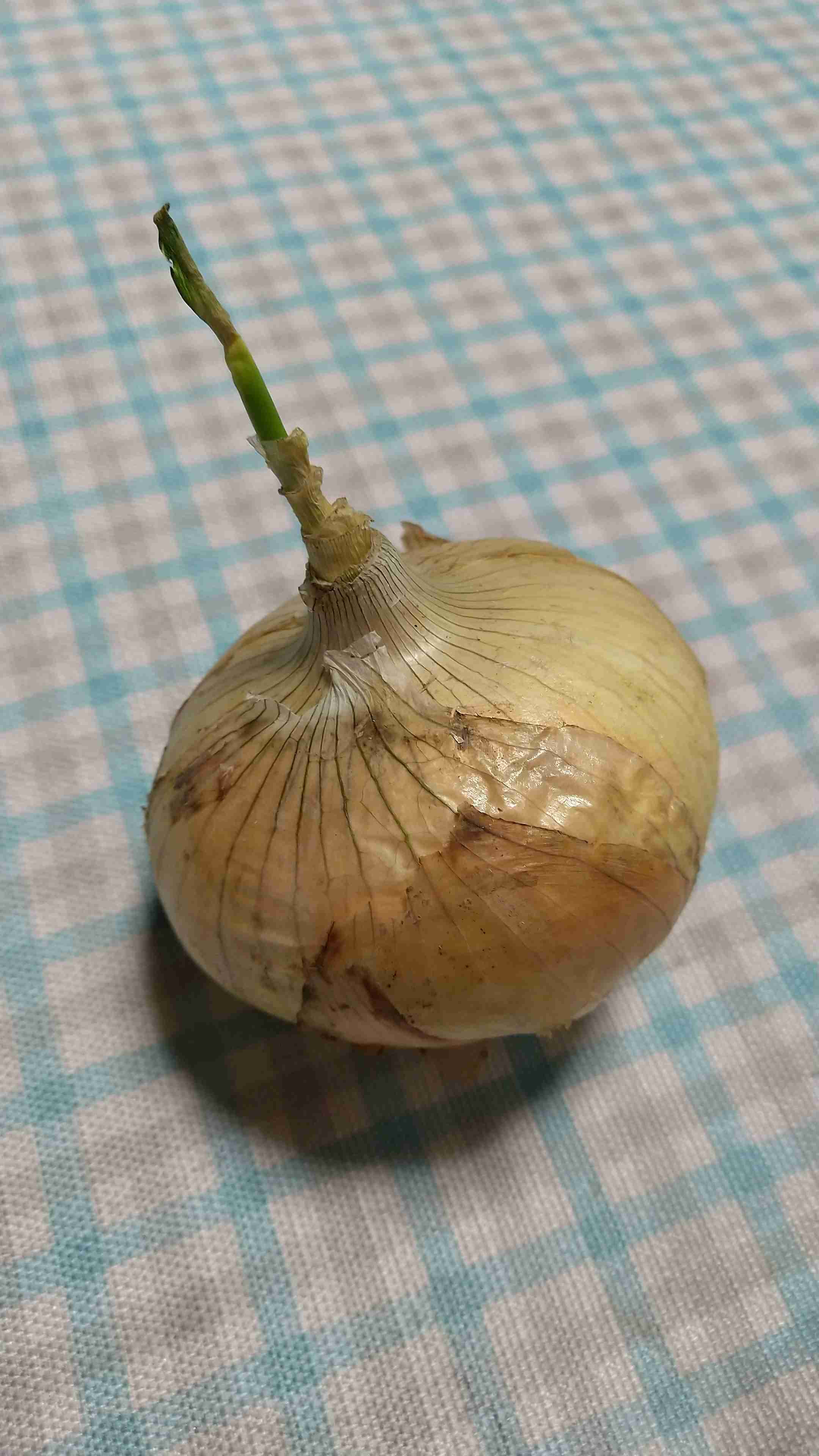 【3月】家庭菜園トピ