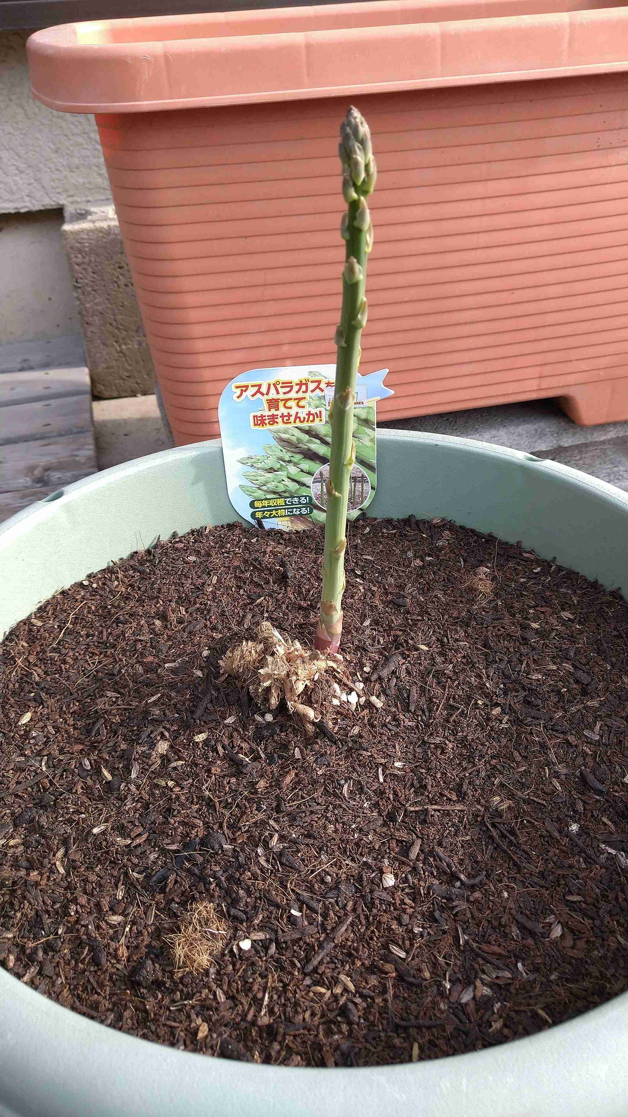 【3月】家庭菜園トピ