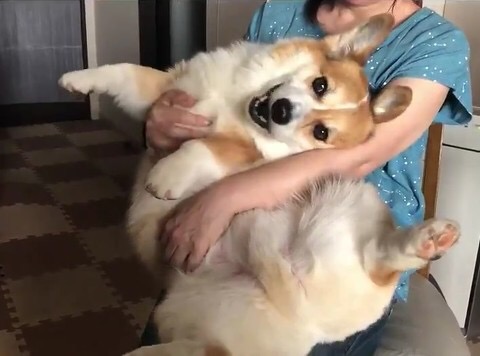 コーギー大好きさん集まれ~♪のトピ