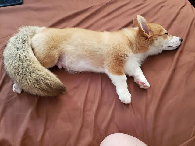 コーギー大好きさん集まれ~♪のトピ