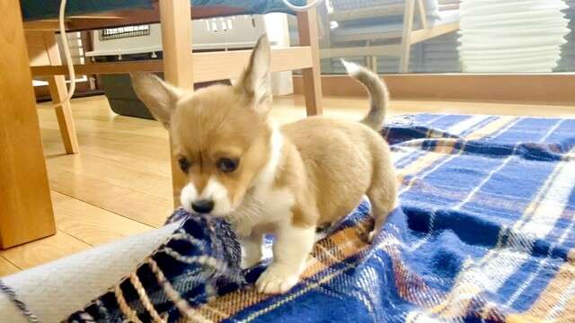 コーギー大好きさん集まれ~♪のトピ