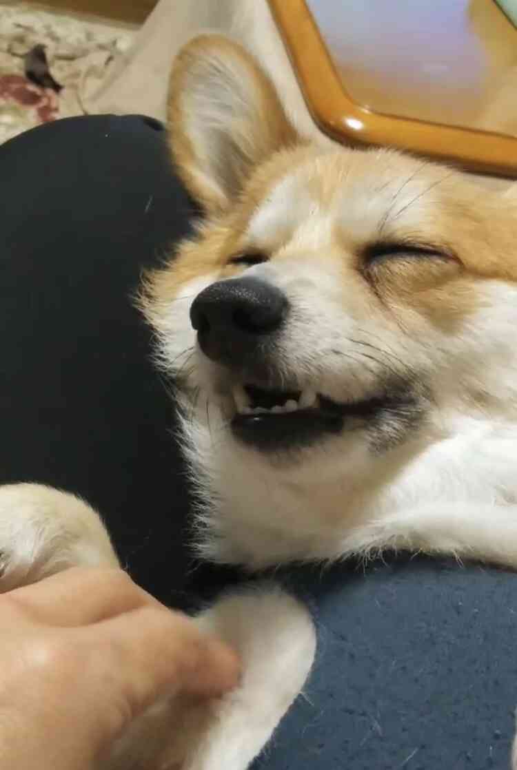 コーギー大好きさん集まれ~♪のトピ