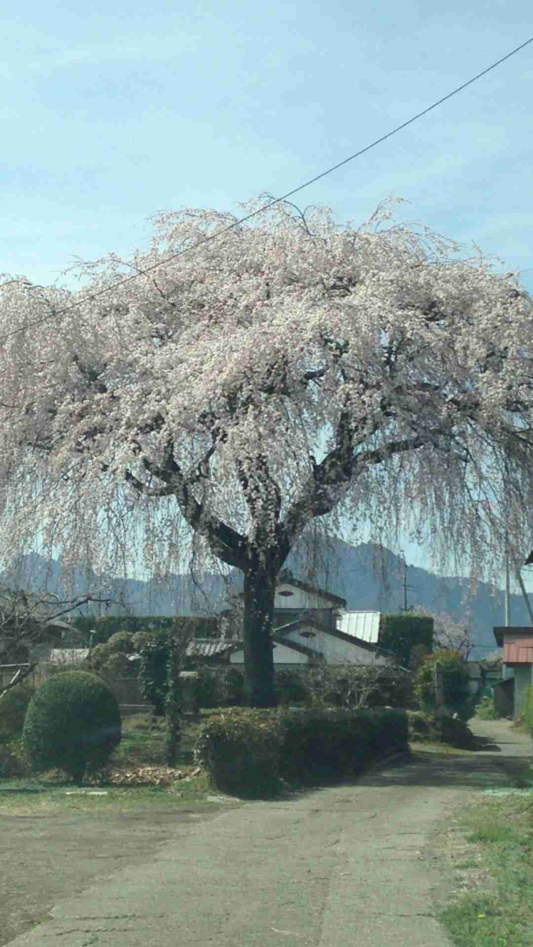 ガルちゃんお花見パーティー🌸🍺🌸