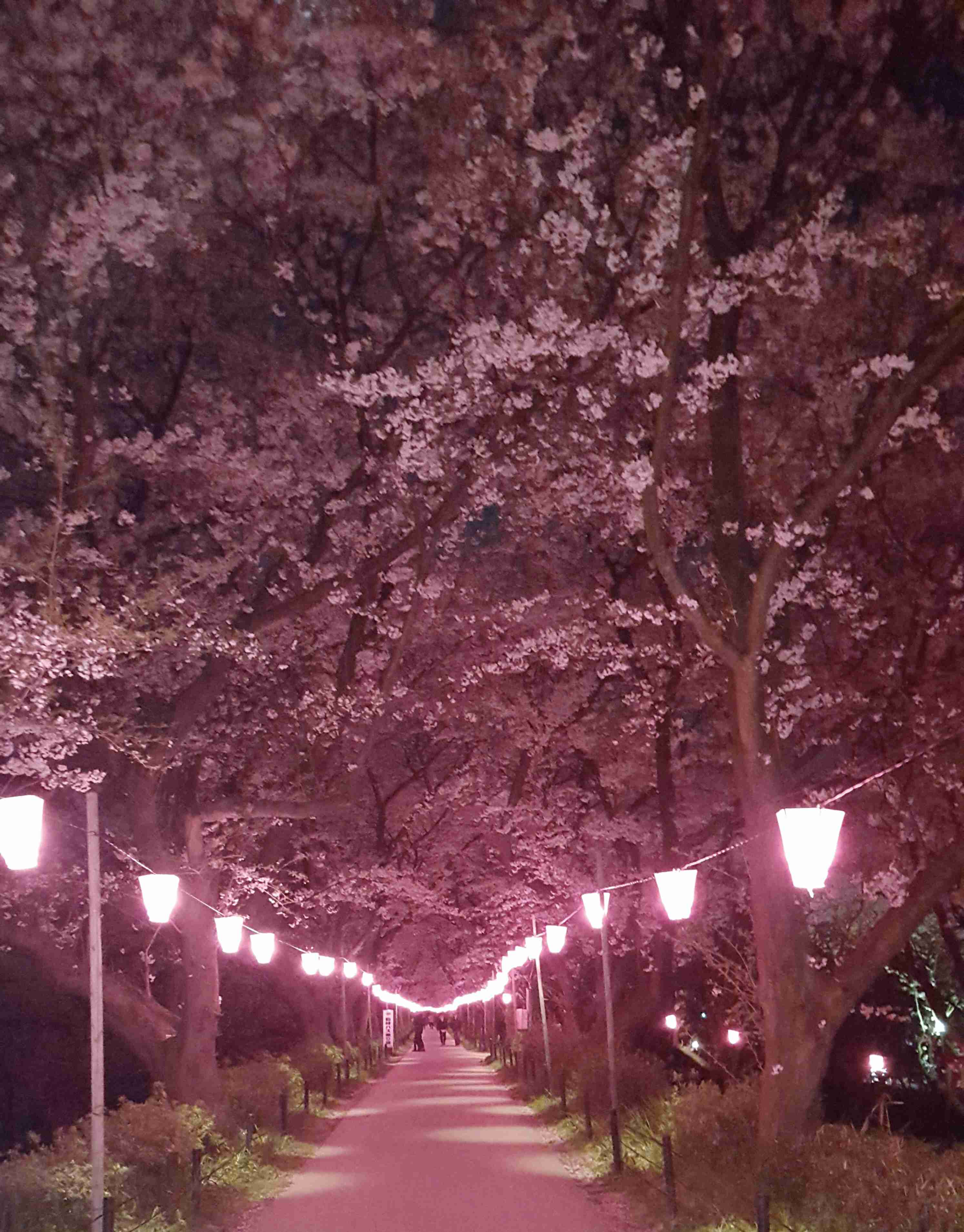 ガルちゃんお花見パーティー🌸🍺🌸