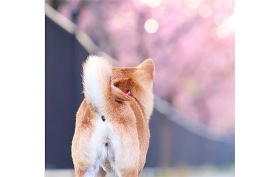 「今年は花見をしない」が45％ 「一人でする」「犬と一緒に」という人も