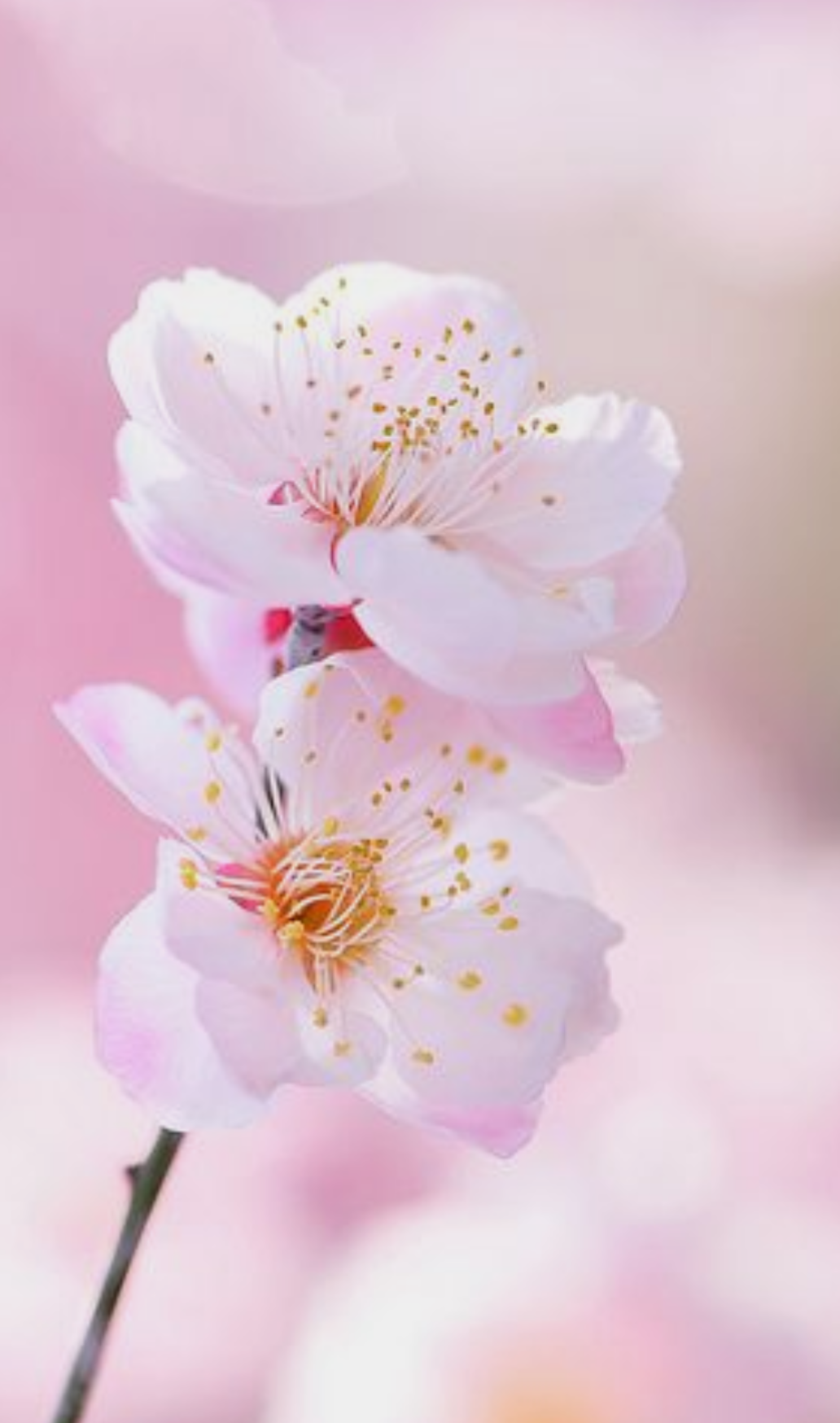 🌸『ゃゅょっ゛゜』か使えないトヒhart5🌸