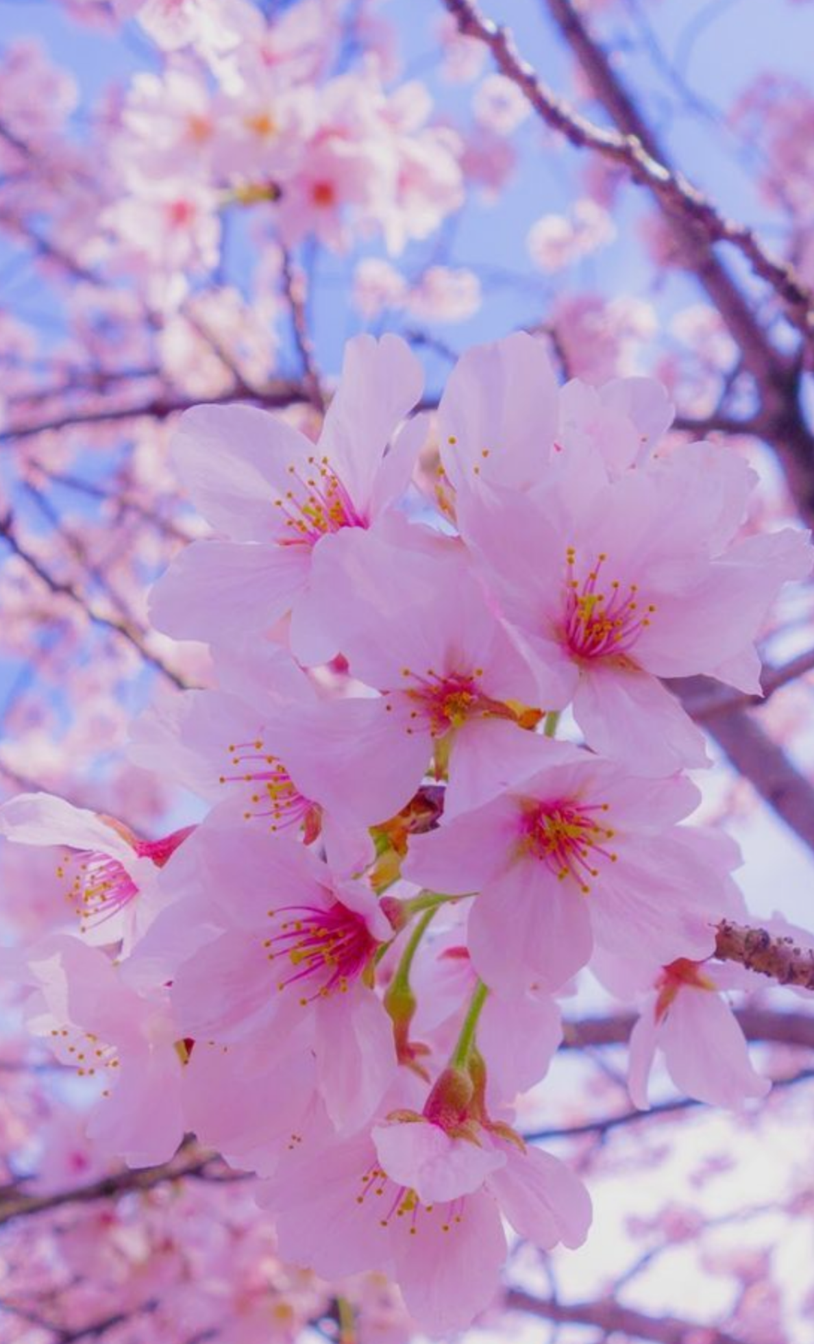 🌸『ゃゅょっ゛゜』か使えないトヒhart5🌸