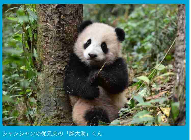 上野動物園、シンシンに発情兆候　リーリーと同居へ