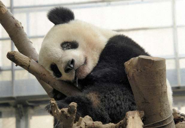 上野動物園、シンシンに発情兆候　リーリーと同居へ