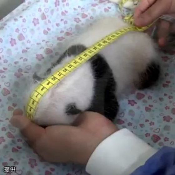 上野動物園、シンシンに発情兆候　リーリーと同居へ