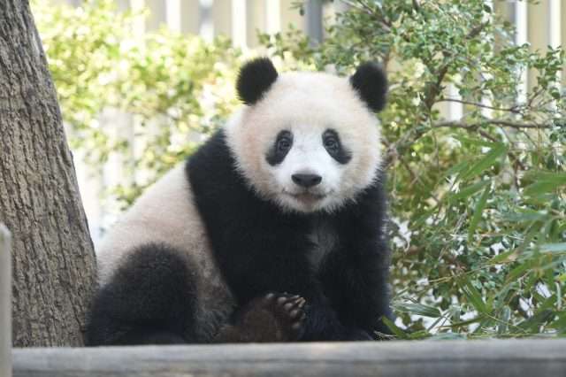 上野動物園、シンシンに発情兆候　リーリーと同居へ