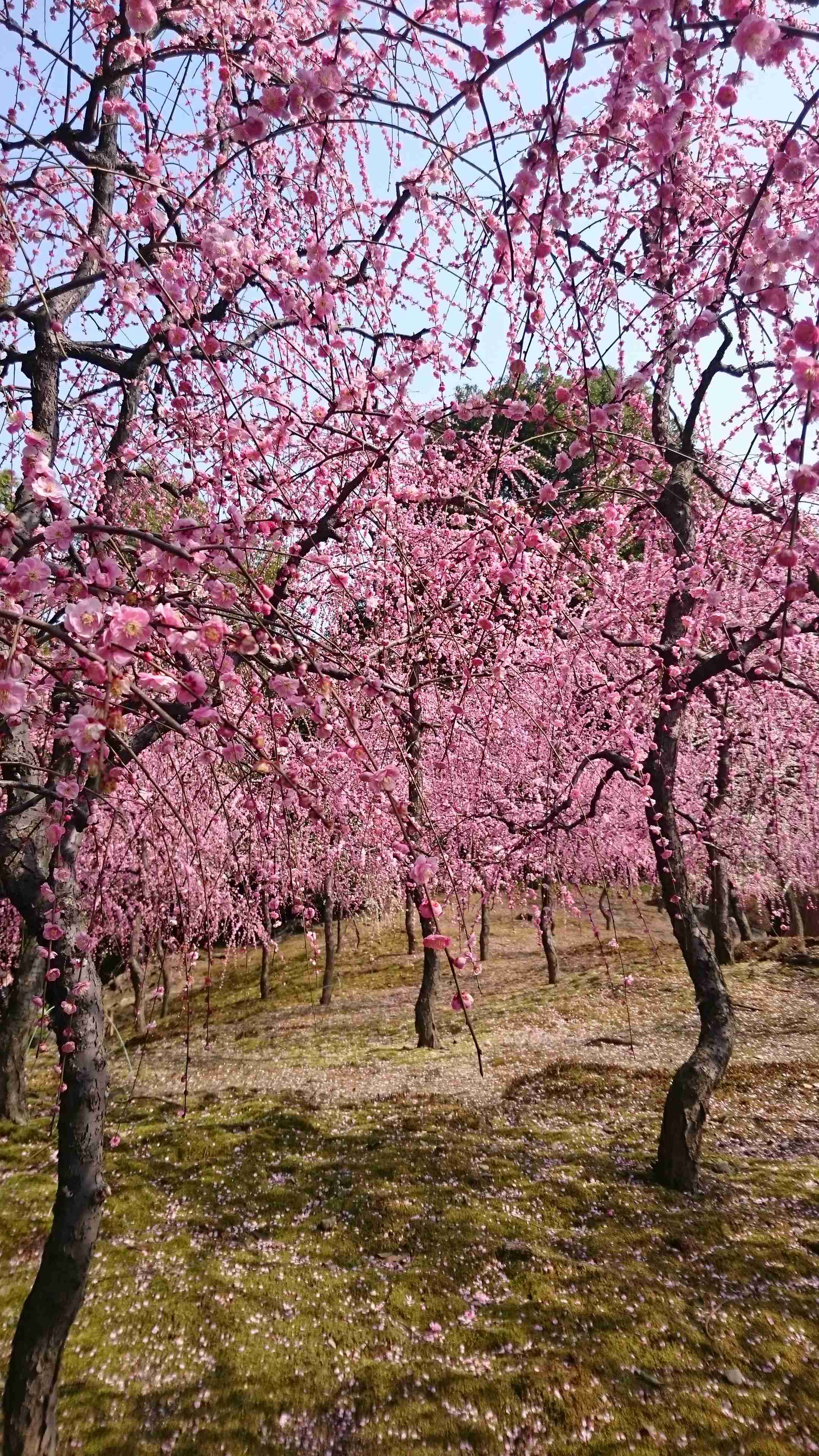 広島市でサクラ開花 ことし全国初の発表 昭和28年以降最も早い