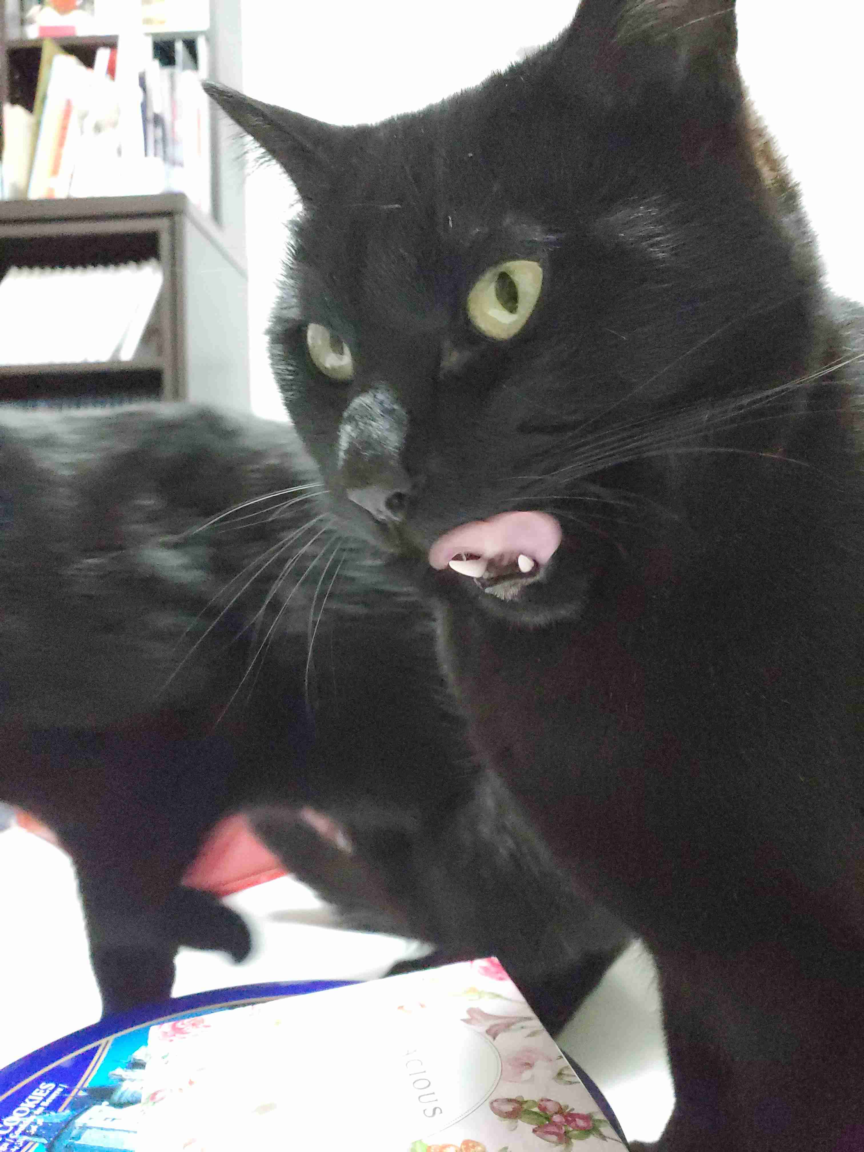 猫大活躍。『ゴジラvsコング』のパロティー版『ゴジラvsオウルキティ』