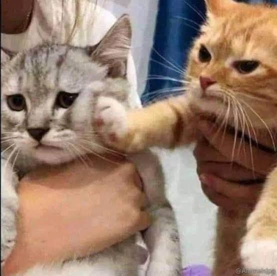 猫大活躍。『ゴジラvsコング』のパロティー版『ゴジラvsオウルキティ』