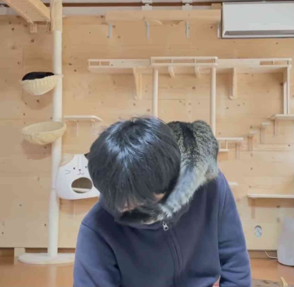 猫大活躍。『ゴジラvsコング』のパロティー版『ゴジラvsオウルキティ』