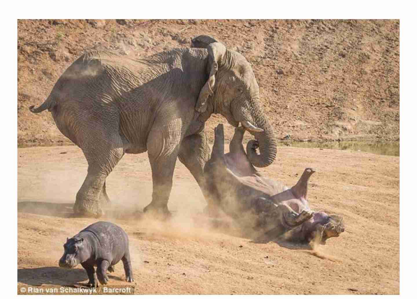 陸上で2番目に強い野生動物って何だと思いますか？