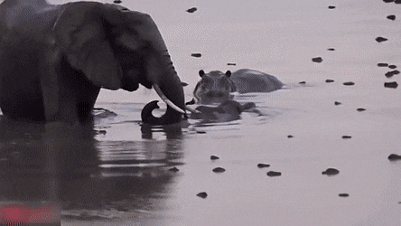 陸上で2番目に強い野生動物って何だと思いますか？