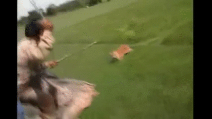 陸上で2番目に強い野生動物って何だと思いますか？