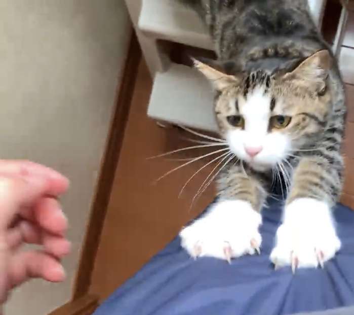 猫の爪とぎに困っている飼い主さん必見！ 爪とぎの原因と対策6つ
