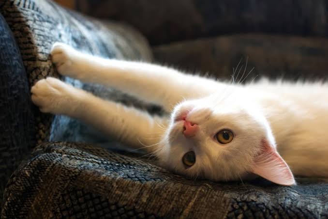 猫の爪とぎに困っている飼い主さん必見！ 爪とぎの原因と対策6つ