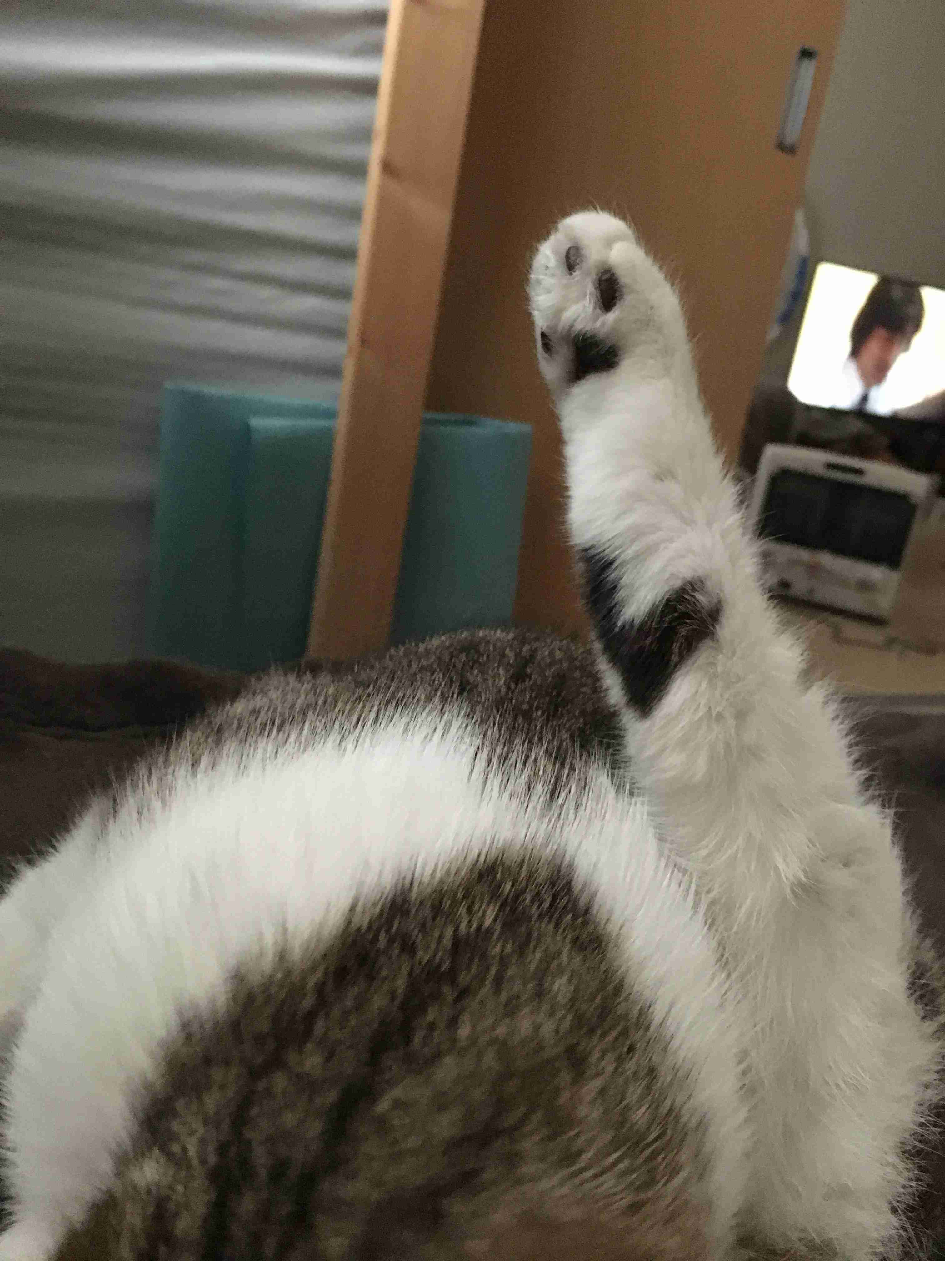 猫の爪とぎに困っている飼い主さん必見！ 爪とぎの原因と対策6つ