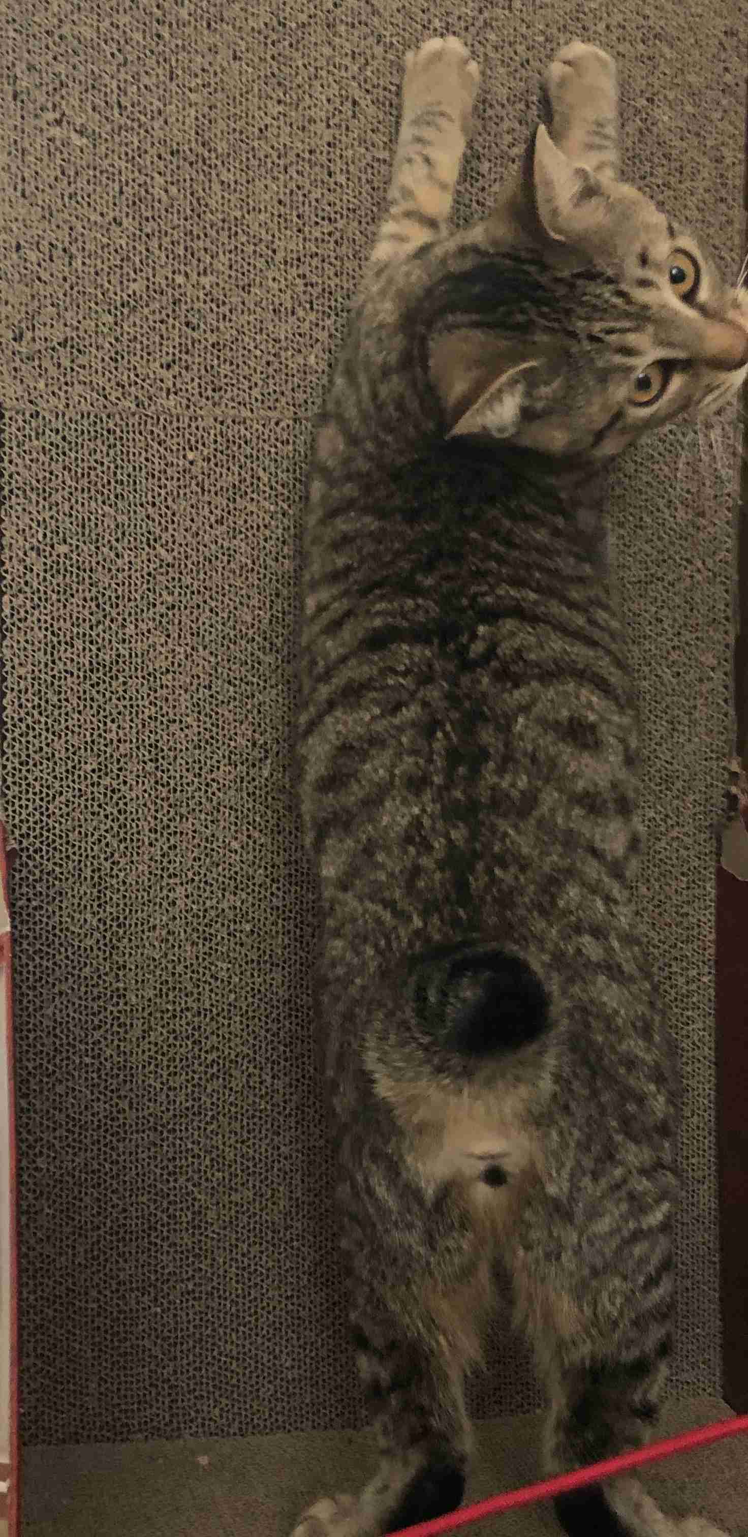 猫の爪とぎに困っている飼い主さん必見！ 爪とぎの原因と対策6つ