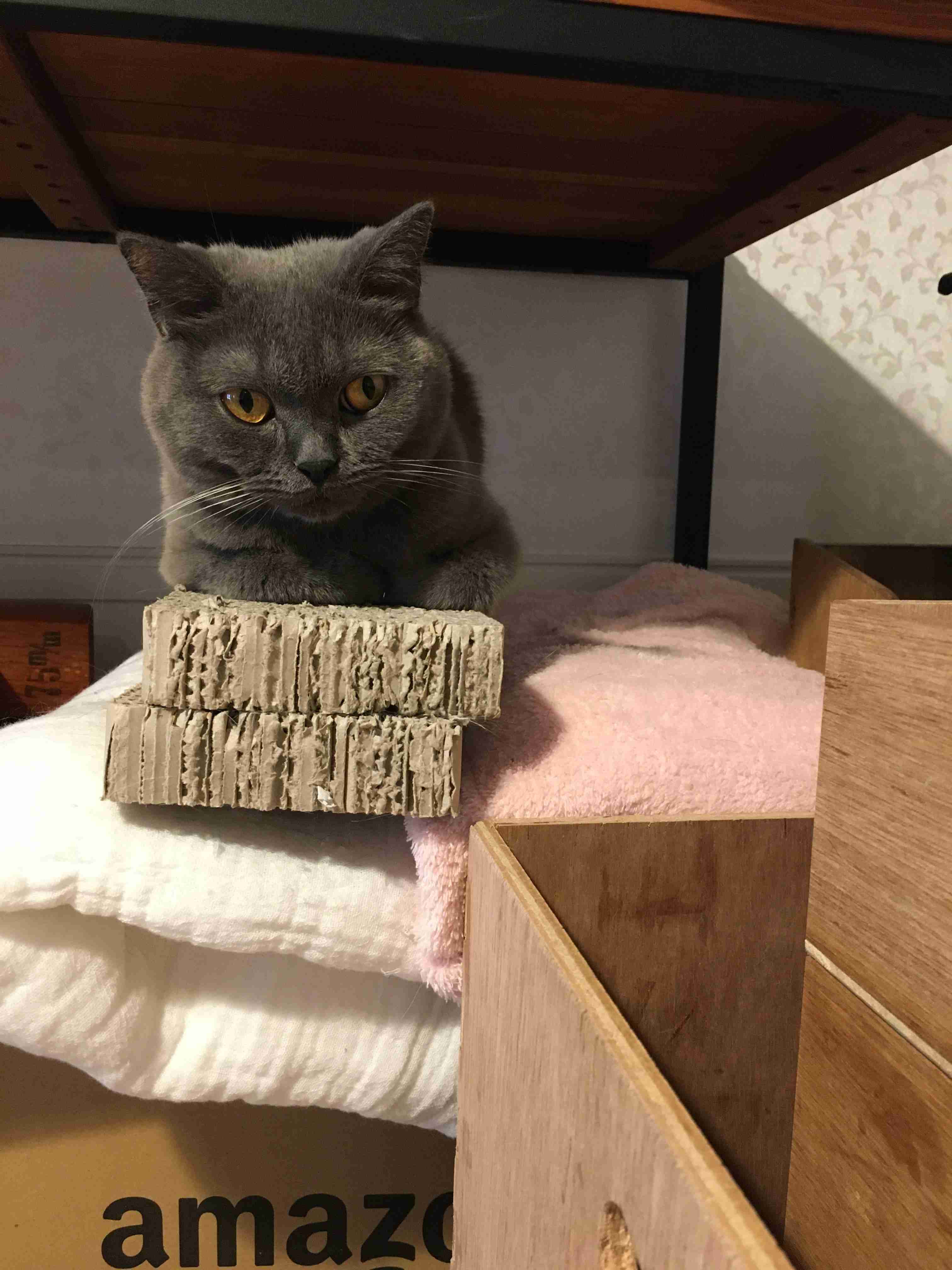 猫の爪とぎに困っている飼い主さん必見！ 爪とぎの原因と対策6つ