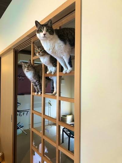 猫の爪とぎに困っている飼い主さん必見！ 爪とぎの原因と対策6つ