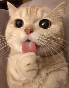 アピールポイントを3つ言うと誰かがキャッチコピーを付けてくれるトピ