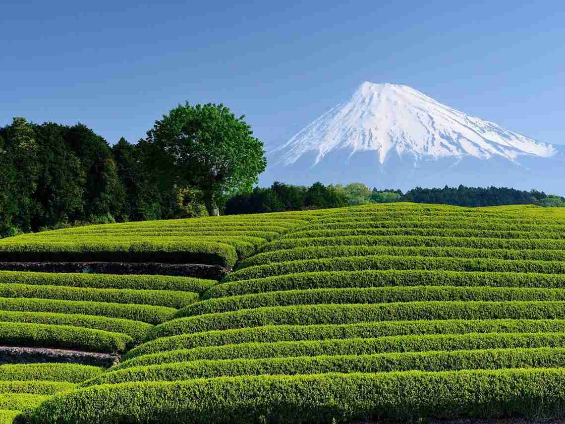静岡県　茶産出額1位陥落　史上初、鹿児島県に譲る