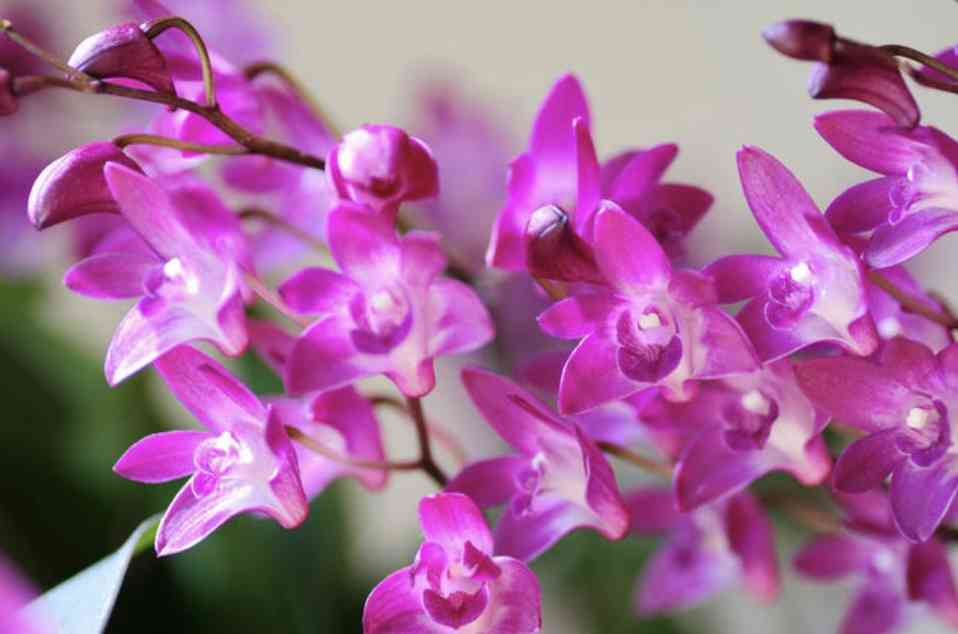 花、植物関係の仕事してる人