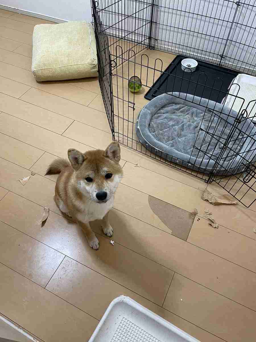 【大喜利】画像で一言