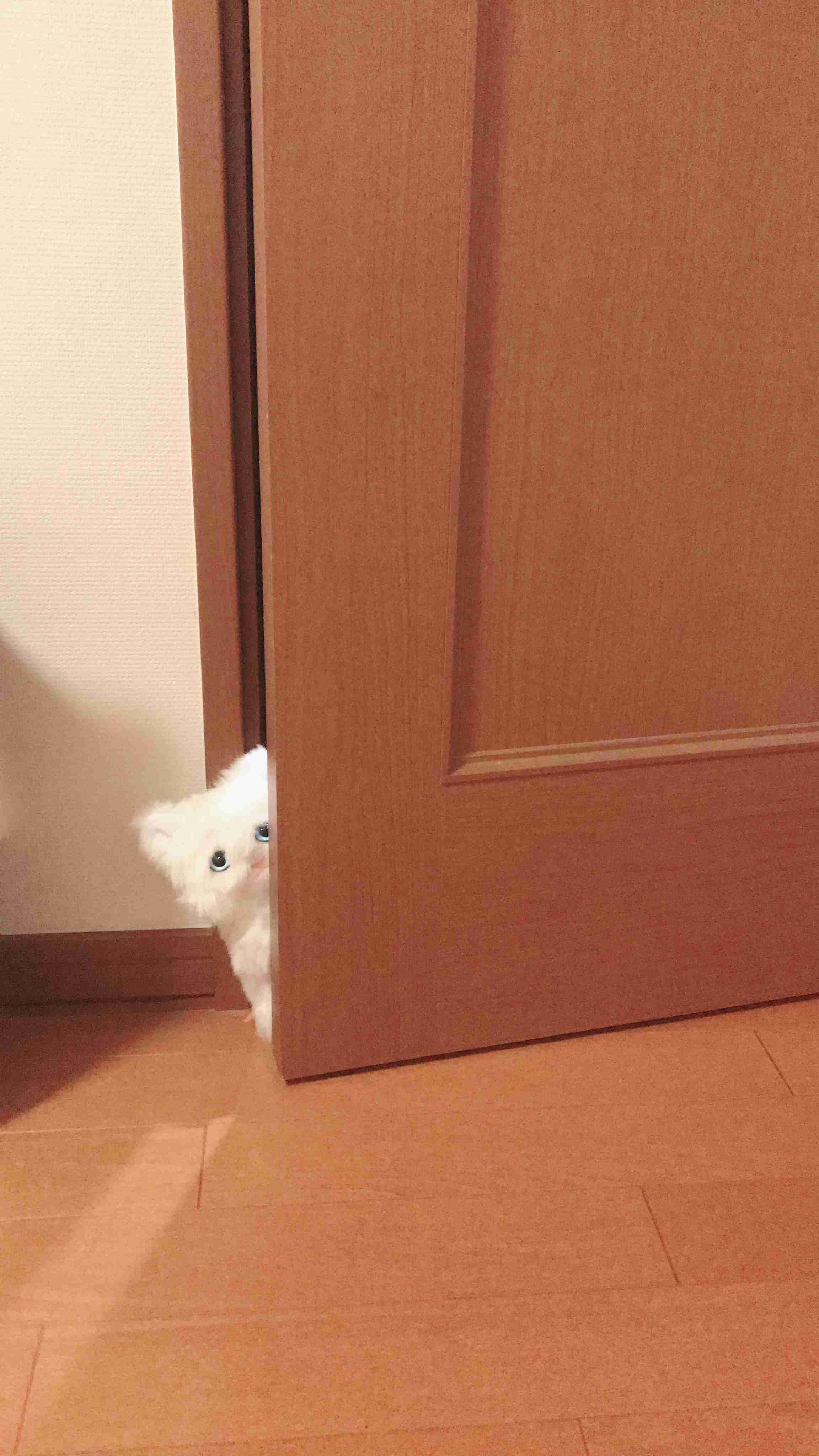 【画像】かわいいぬいぐるみ・人形