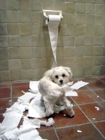 犬を飼っている方！掃除編