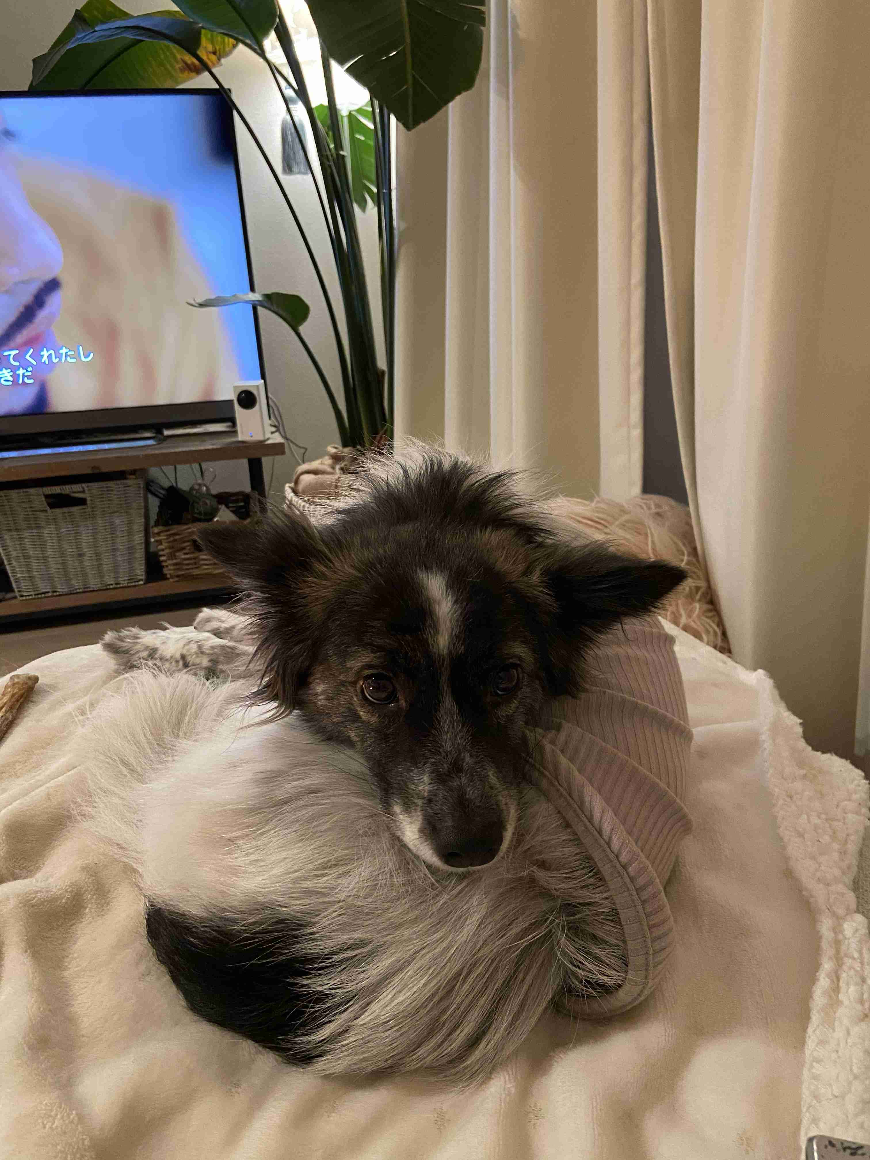 犬を飼っている方！掃除編